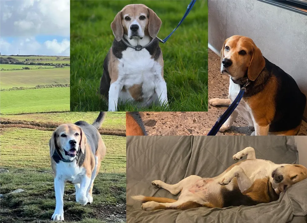Photos of Gus the beagle